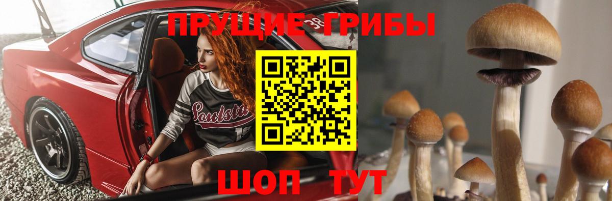Галлюциногенные грибы Psilocybe  Вход с VPN  Гатчина 